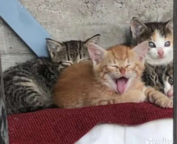 Шпротик в Санкт-Петербурге фото 4