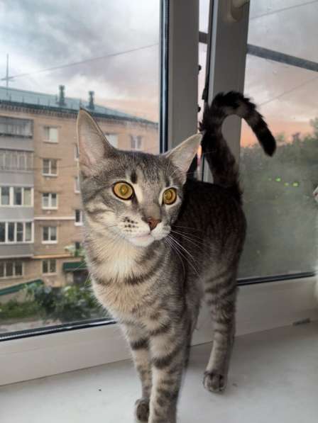 Отдам кота в добрые руки в Кургане