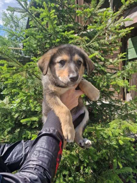 Щенки бесплатно в добрые руки в Екатеринбурге фото 7