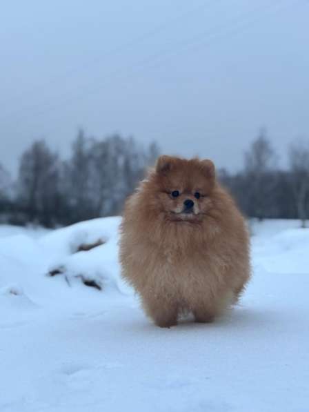 Шпиц померанец