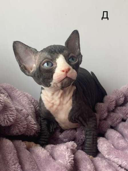 Канадский сфинкс