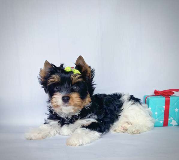 Бивер йоркширский терьер в фото 5