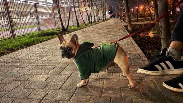 Дрессировка собак