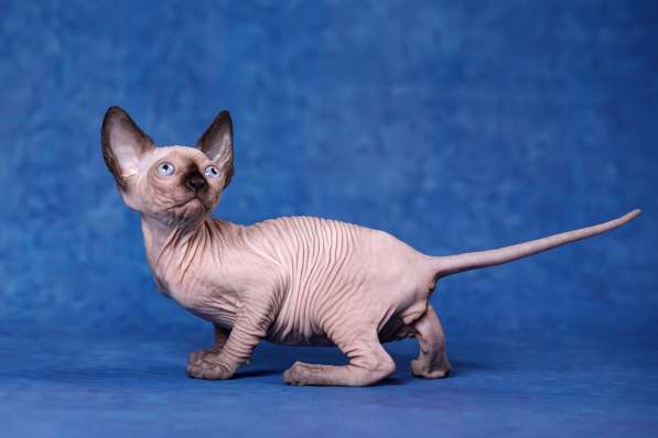 Питомник канадских сфинксов, эльфов, бамбино в Самаре фото 4