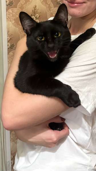 Отдам молодую кошку в добрые руки в Москве фото 3