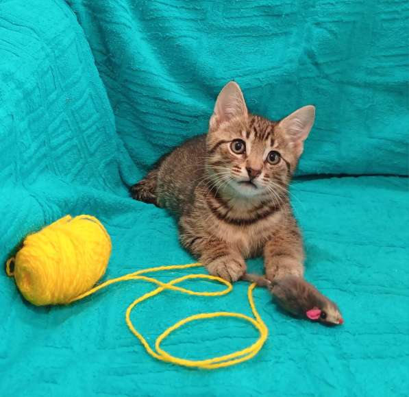 Маленькие красивые котята ищут дом в Санкт-Петербурге фото 6