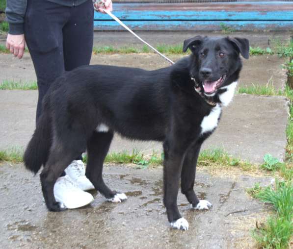 Собака-компаньон Туман мечтает о семье и доме!!! в Москве фото 3