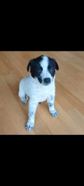 Щенки спанеэли без оплаты в Москве фото 5