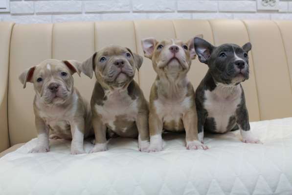 Шикарные щенки Американ Булли покет в фото 16