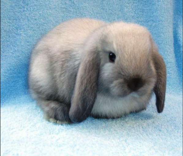 Декоративный кролик в Москве фото 3