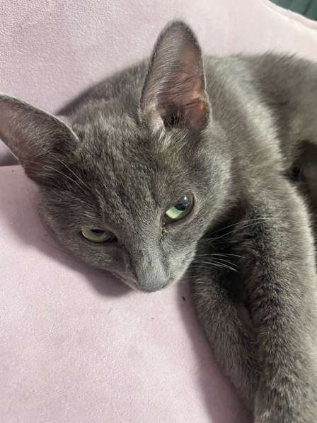 Котенок в добрые руки в Щелково фото 3