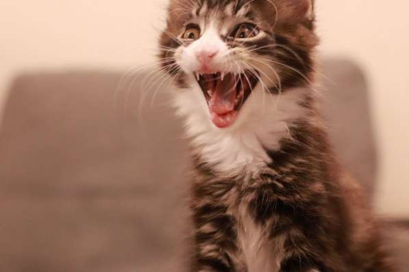 Продам котенка Мейн-куна в Кемерове фото 6