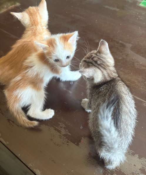 Котята в Ноябрьске