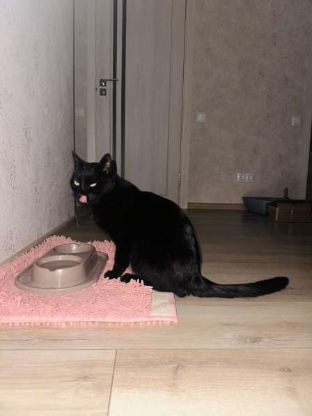 Красивая и спокойная кошка в Симферополе фото 3