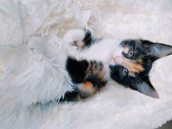 Трехцветный котенок, девочка ласкуша в Санкт-Петербурге фото 8