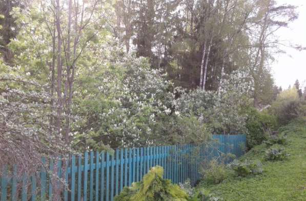 Сдается загородный летний дом 36 м. в поселке Ялкала в Санкт-Петербурге фото 16