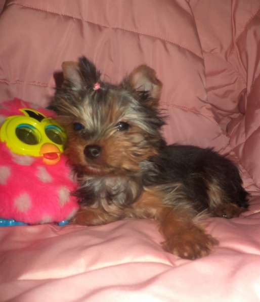 Йоркширский терьер. вязка в Новосибирске фото 9