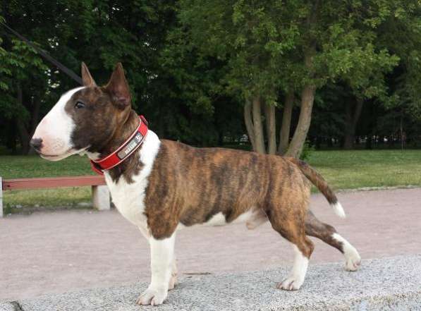 МИНИ Бультерьер