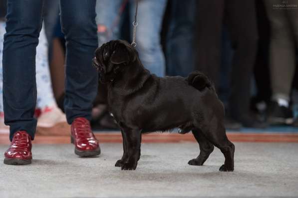 Подрощенная девочка мопсик в Москве фото 14