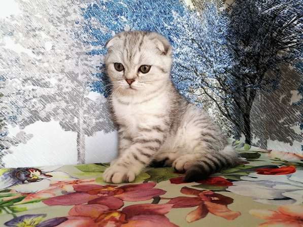 Котик серебристый пятнистый в Казани фото 5