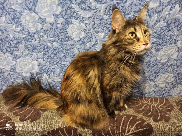 Продажа котят мейн кунов в Снежинске фото 22