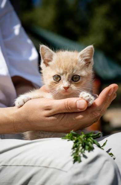 Космические глаза. Котенок Тутта