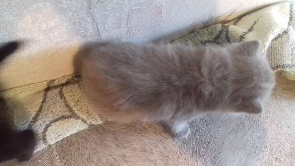 Котятки в Челябинске фото 7
