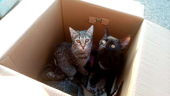 Отдам котенка в добрые руки