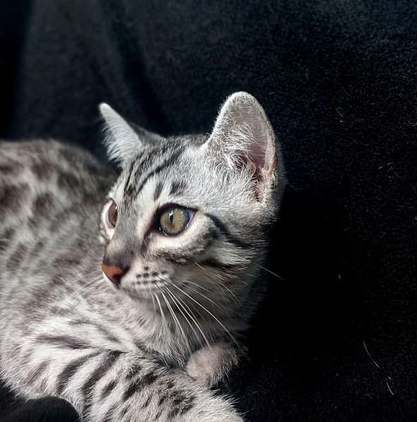 Bengal kitten f2 from Asian leopard cat в фото 3