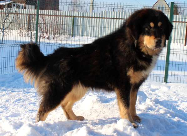Тибетский мастиф - лучший страж на территории в Москве фото 122