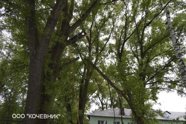 удаление опасных аварийных деревьев - кронирование - санитар в Москве фото 4