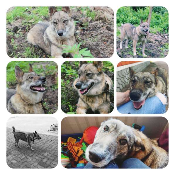 Собачка ищет дом