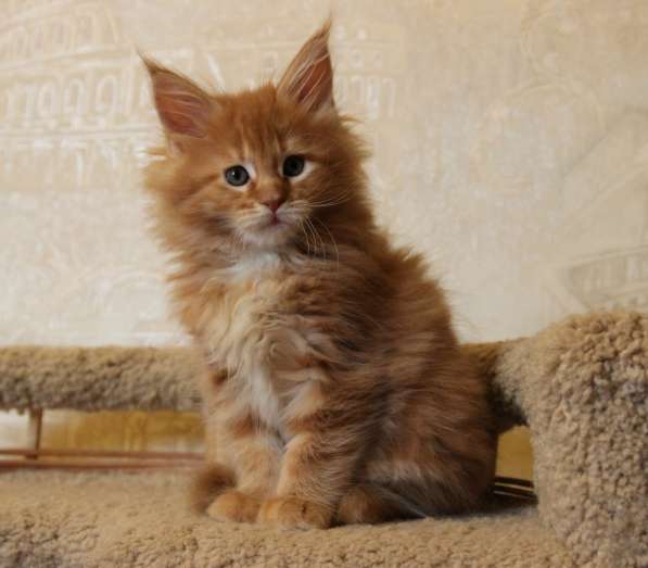 Кошечка Мейн Кун U4 (Услада), красный мрамор в Железнодорожном фото 4