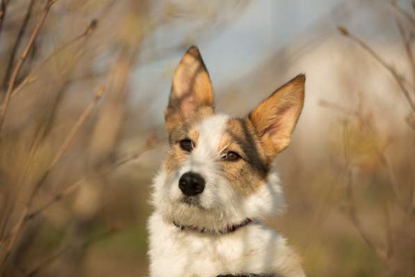 Белая пушистая компактная собачка в Санкт-Петербурге фото 33