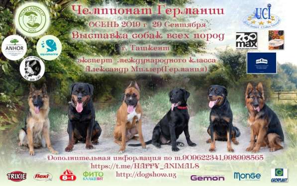 Состоится Выставка собак 29 сентября в Ташкенте