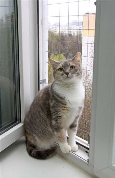 Нежная девочка Грета ищет дом в Москве фото 7