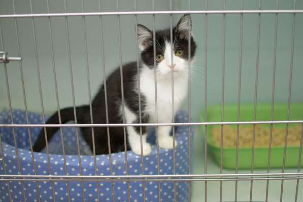 Гордый Ди Каприо ищет своего покровителя в Москве фото 5