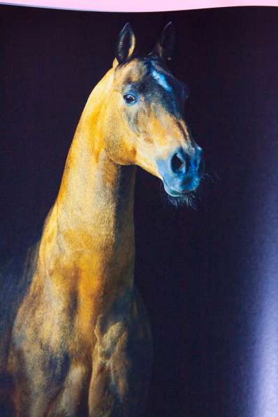 Книга-альбом про Ахалтекинцев, лошади, Туркмения в Москве фото 12