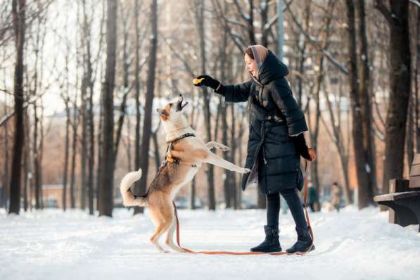 Молодой красавец Пряник ищет дом в Москве фото 5