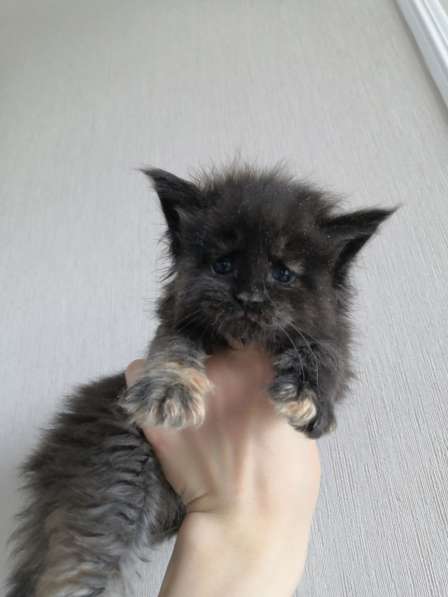 Девочка мейн кун в Москве фото 6