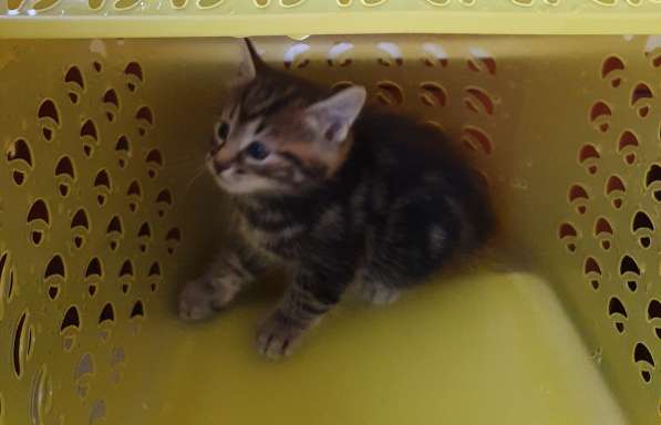 Курильчата в Саранске