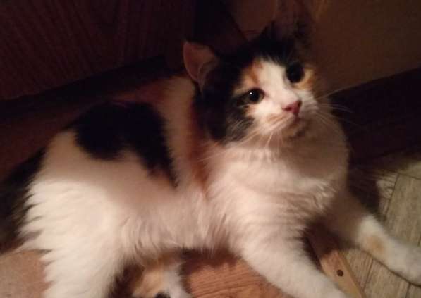 В добрые руки бесплатно в Белгороде фото 6