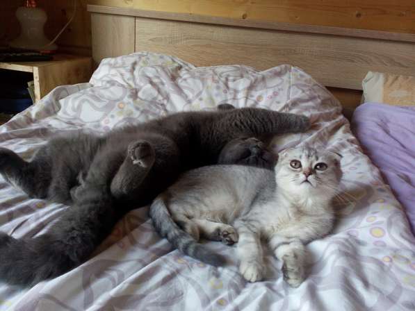 Шотландская вислоухая в Санкт-Петербурге