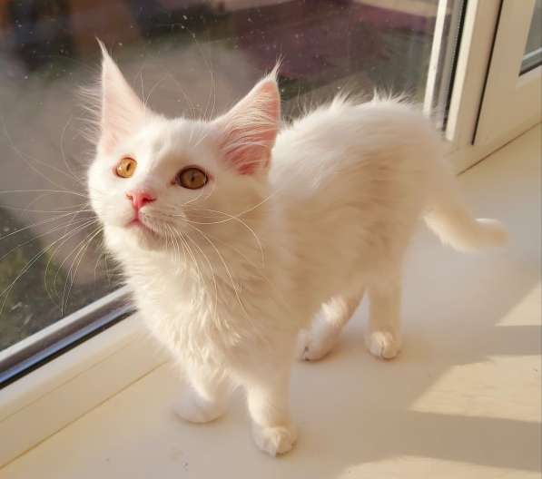 Maine Coon белая кошечка свободна в фото 12
