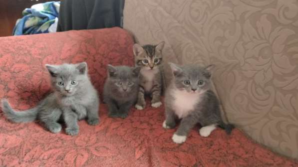 Котята британки в Нижнем Новгороде фото 10