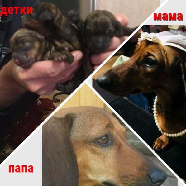 Прекрасные щенки в Ульяновске
