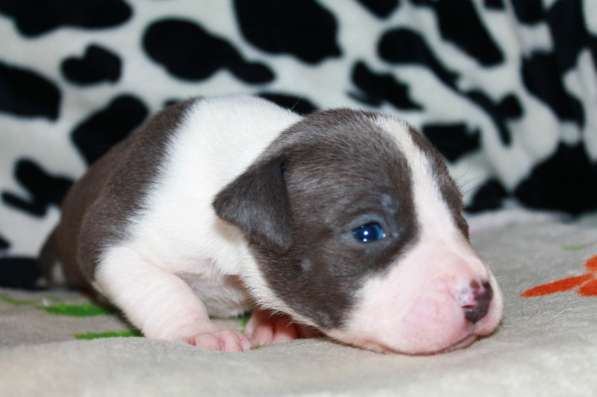 Шикарные милые щенки Амстаффа 2 месяца ркф в Москве фото 10