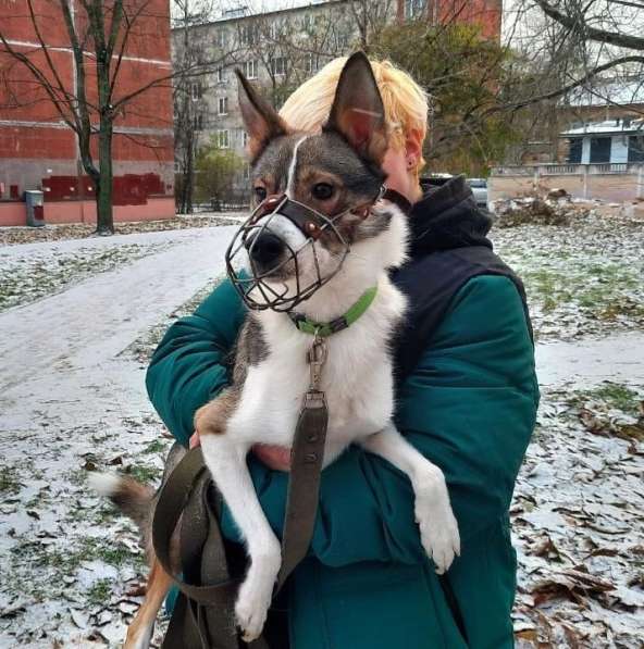 Небольшой симпатичный пёс ищет дом в Санкт-Петербурге фото 3