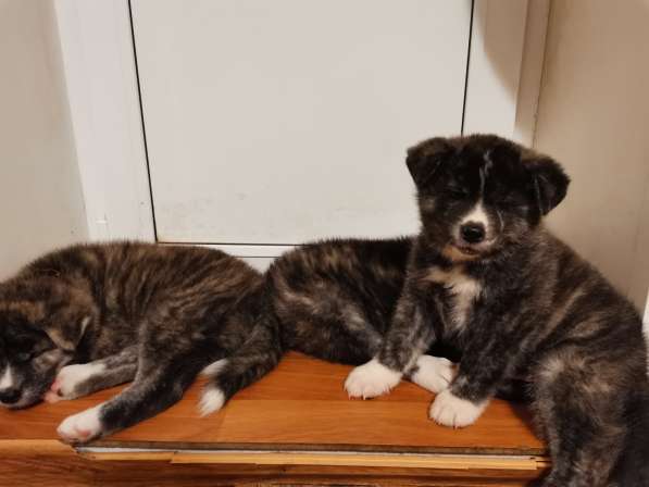 Щенки Акита - ину в Лыткарино