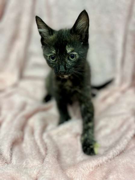 Котенок в добрые руки в фото 11